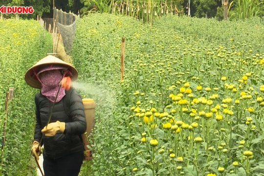 Làng hoa lớn nhất Hải Dương vào vụ Tết